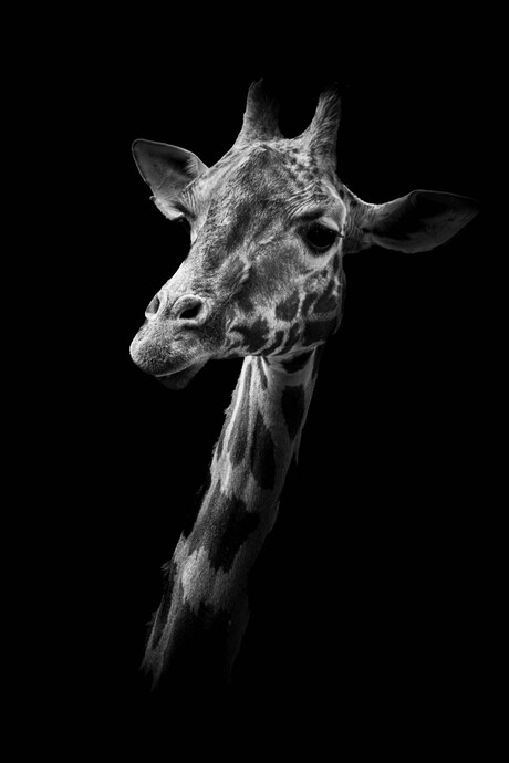 Monochrome Giraf