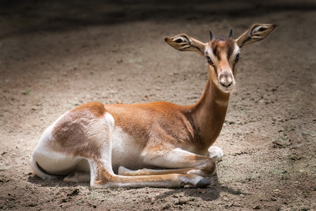 Jonge Mhorr-gazelle