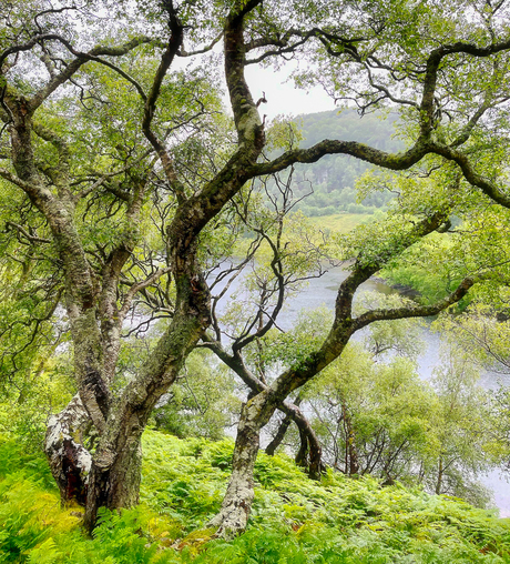 Gnarly trees at Loch Maree