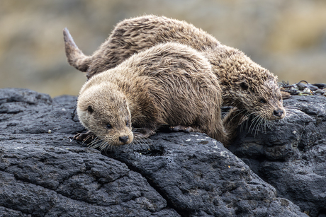 Jonge otters op Mull