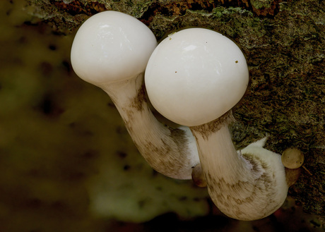 Porseleinzwammetjes net uit het hout
