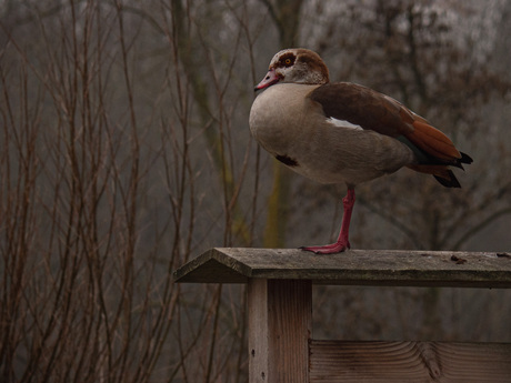 Ingang natuurtuin