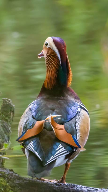 Mandarin duck