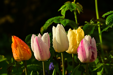 Tulpen