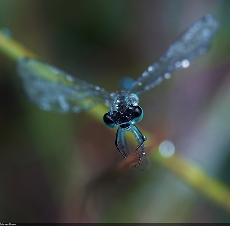 waterjuffers (Coenagrionidae)