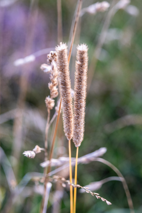 Natuur