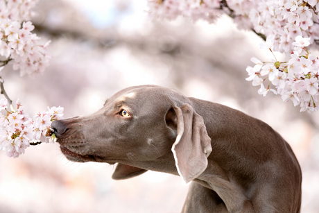 The smell of spring