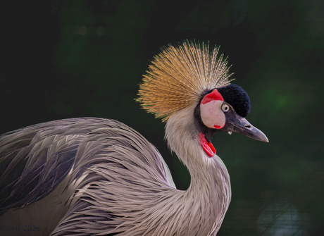 een bewerking vd kraanvogel