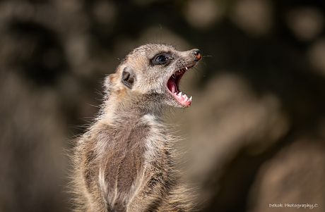 Meerkat .