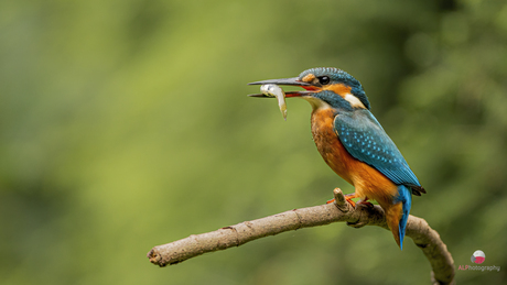 Koning van het vissen 