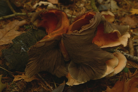 Hele bijzondere paddenstoel