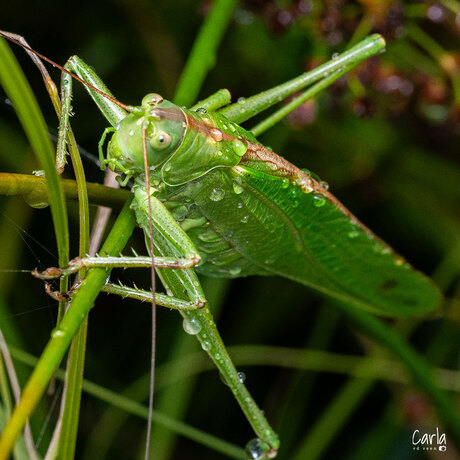 Grote groene sabelsprinkhaan