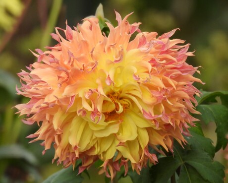 Dahlia #overijssel #NikonCoolpix950