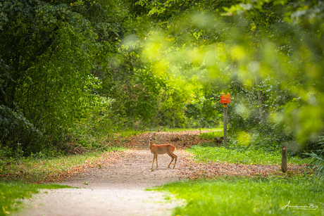 Ontmoeting in het groen