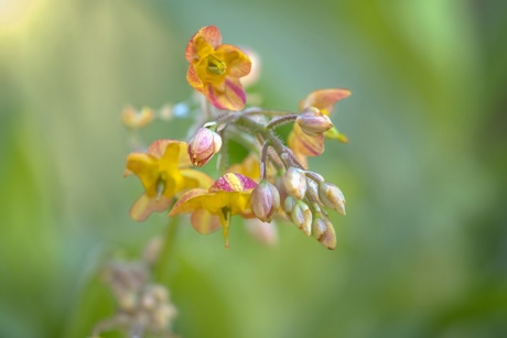 Epimedium 
