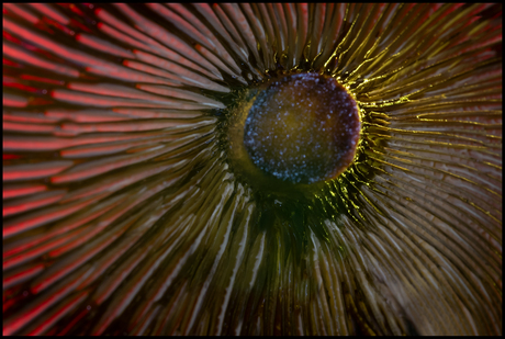 Onderkant paddenstoel Gewone Krulzoom