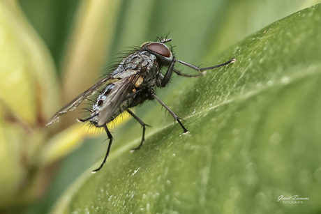 Close-up Huisvlieg