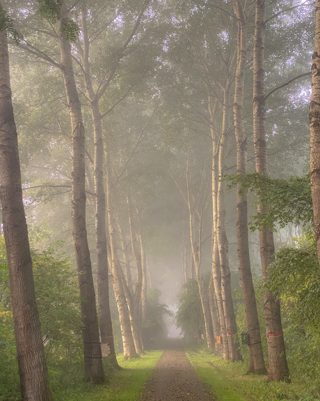 Misty morning