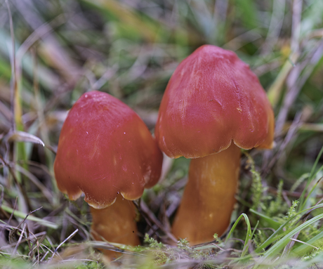 Granaatwasbloemplaat paddenstoelen
