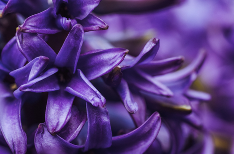 Hyacint van dichtbij