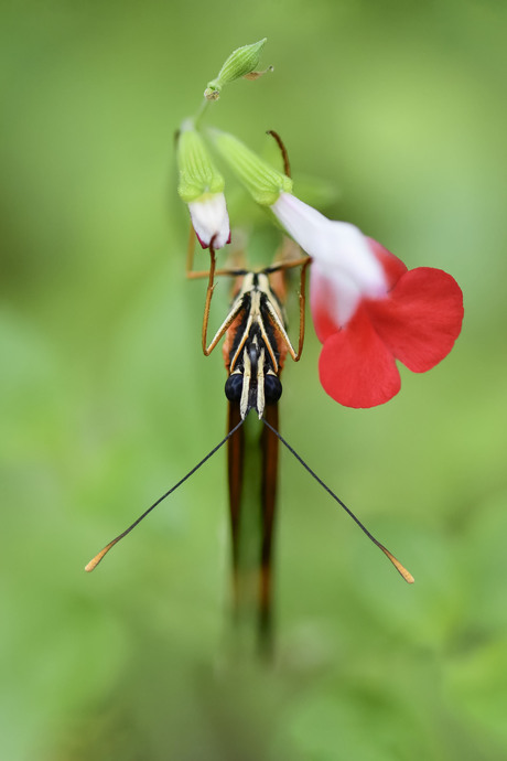 Dryadula phaetusa