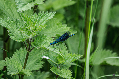 mooie blauwe libel