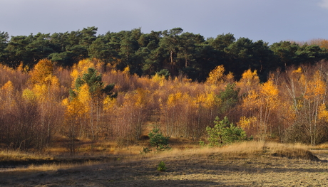 Indian Summer op de Veluwe