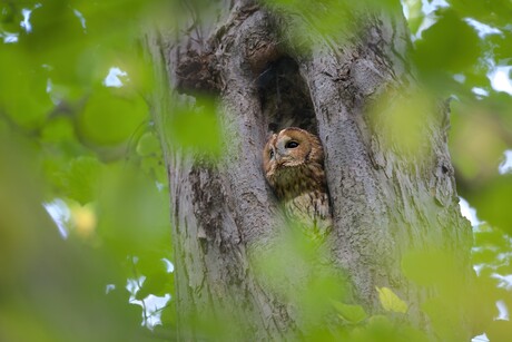 De Bosuil verborgen in het groen.