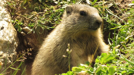 Marmot