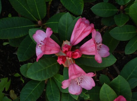 Rododendron