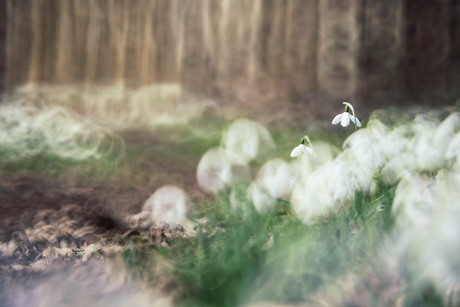 Sneeuwklokjesbos 