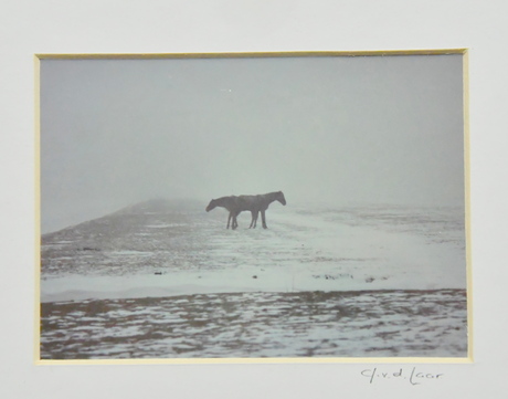 PAARDEN IN DE SNEEUW