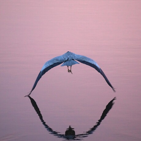 Cirkel in vlucht