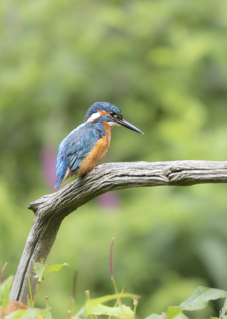 Kingfisher 