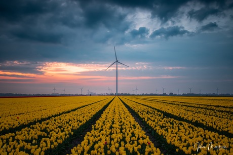 Tulpen in Drenthe