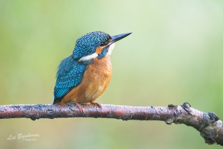 jonge ijsvogel