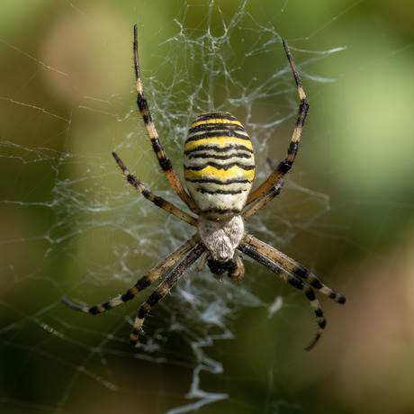 Tijgerspin/Wespspin