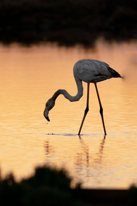 Flamingo tijdens zonsondergang 