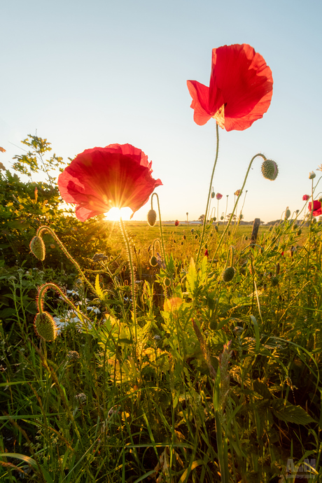 Stop! it's poppy time!