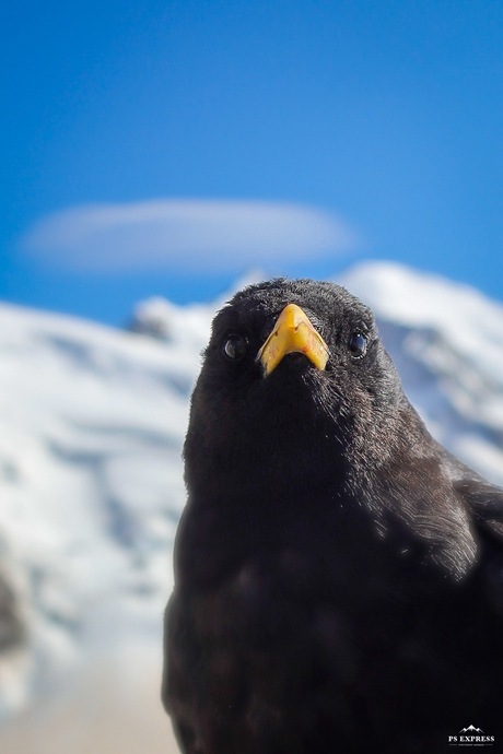 Alpenkauw op Aiguille du Midi