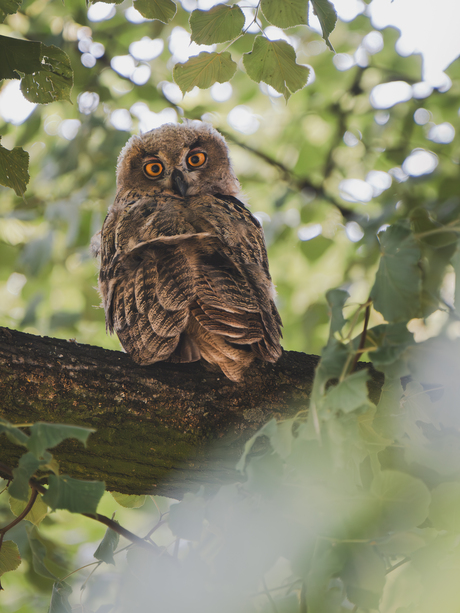 Juveniele Oehoe