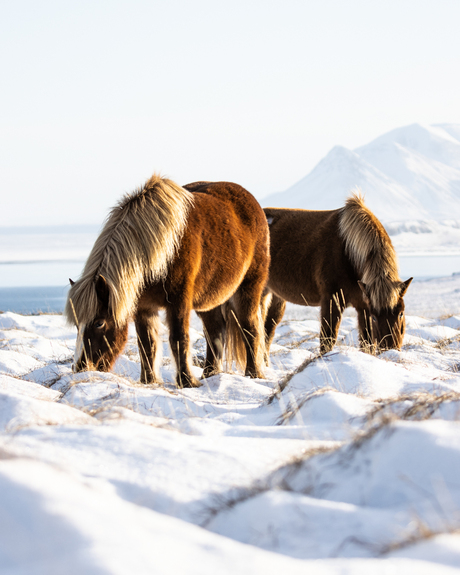 Vatnsnes peninsula