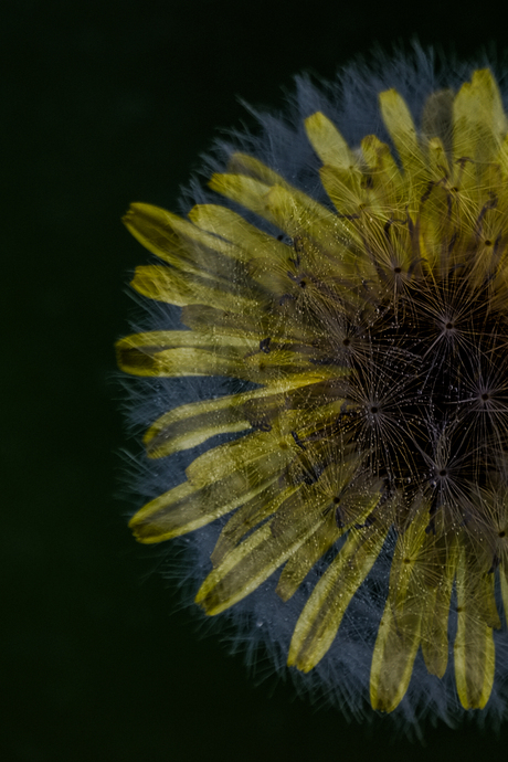 Dandelion in double exposure