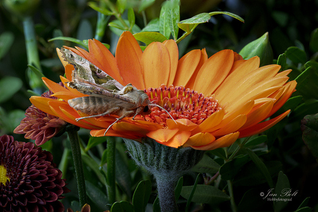 Agaat vlinder op een Gerbera