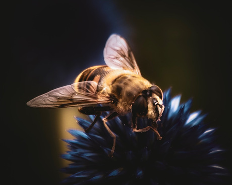 Natuurfoto
