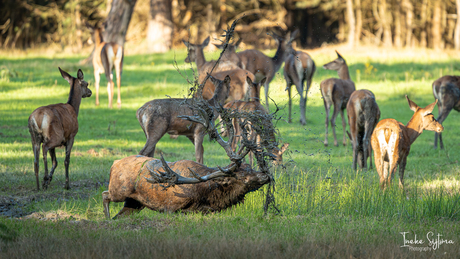 Gevecht met de modder