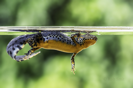 Tuinalpenwatersalamander