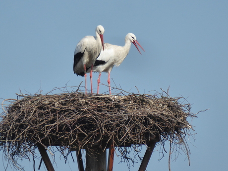 Ooievaars 2