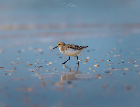 Drieteenstrandloper - Calidris alba