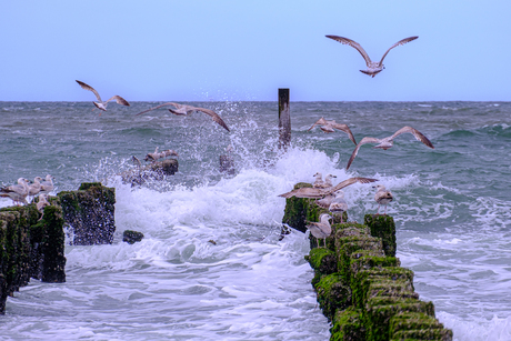 vogels bij Westkapelle strand